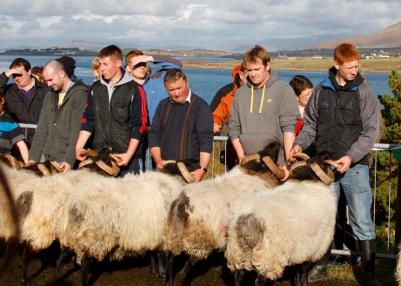 The Achill Sheep Show is held on Achill Island, Co. Mayo, every October. And, this year, the island will welcome the first Keel Sheep Show on Saturday, Oct. 1. 	Judy Enright photos